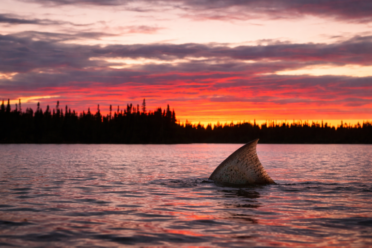 A giant trout fin emerges from dark water at sunset, contrasted by a fiery red and orange sky over a silhouetted forest.